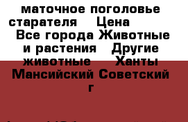 маточное поголовье старателя  › Цена ­ 2 300 - Все города Животные и растения » Другие животные   . Ханты-Мансийский,Советский г.